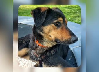 EDO, Küsschen-King, 1 Jahr, 57 cm, Mischling, Tierschutz Rumänien, Pflegestelle Hennef