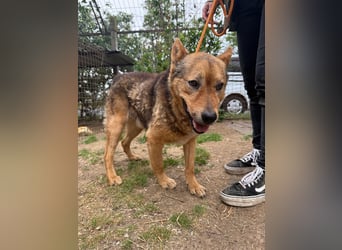 Cingár sucht Einzelplatz