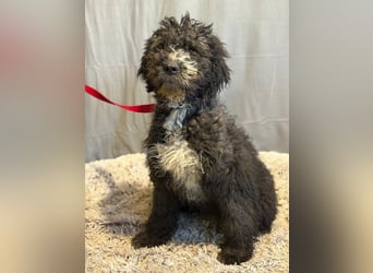 Cézi möchte so gerne dazugehören