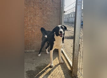 ⭐️YAFFA⭐️, verspielte Hündin, 2 Jahre, 50 cm, Mischling, Tierschutz