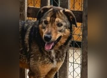 ⭐️SALIA⭐️, Hündin, 8 Jahre, 51 cm, Mischling, Tierschutz