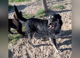 Hermiusz - möchte so gern sein Herz verschenken