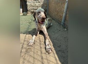 ⭐️Eliah⭐️, schaut das Video auf unserer HP! Rüde, 4 Jahre, 48 cm, Tierschutz, in Deutschland