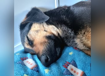 EDO, Küsschen-King, 1 Jahr, 57 cm, Mischling, Tierschutz Rumänien, Pflegestelle Hennef