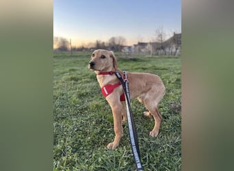 Charlotte sucht ein zu Hause