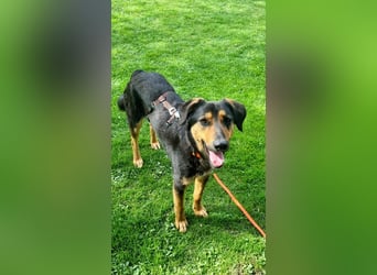 EDO, Küsschen-King, 1 Jahr, 57 cm, Mischling, Tierschutz Rumänien, Pflegestelle Hennef