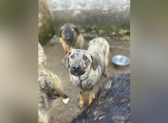 HELEN, schüchternes Notfell, 10 Monate, 53 cm, Herdenschutz-Mix, Tierschutz Rumänien