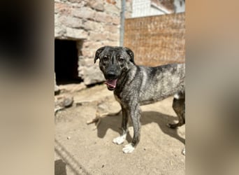 ⭐️ARI⭐️besondere Hundeseele, Rüde, 1,5 Jahre, 55cm, Mischling, Tierschutz