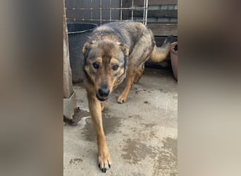 ⭐️SALIA⭐️, Hündin, 8 Jahre, 51 cm, Mischling, Tierschutz