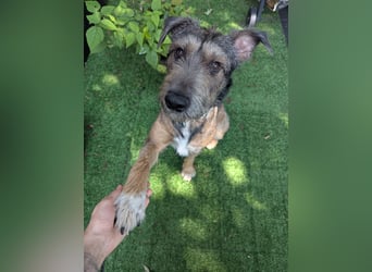 Scotty sucht ein neues Zuhause