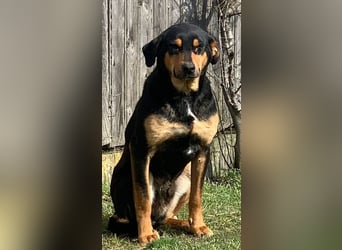 ⭐️ROCKET⭐️, absoluter Menschenfreund, Rüde, 8 Jahre, 55 cm, Mischling, Tierschutz Rumänien