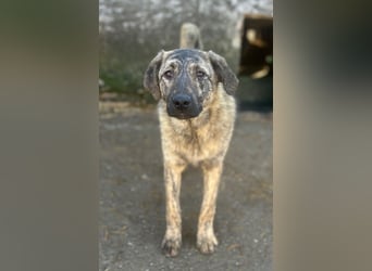 HELEN, schüchternes Notfell, 10 Monate, 53 cm, Herdenschutz-Mix, Tierschutz Rumänien