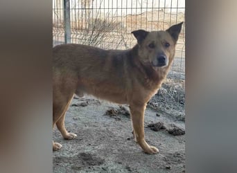 ⭐️FEIVEL⭐️, Rüde, 4,5 Jahre, 46 cm, Mischling, Tierschutz