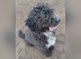 Cézi möchte so gerne dazugehören