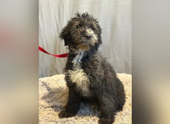 Cézi möchte so gerne dazugehören