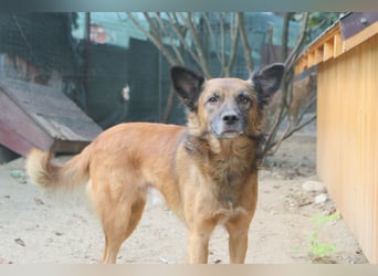 STEVE, charakterstarker Rüde, 9,5 Jahre, 53 cm, Mischling, Tierschutz Rumänien