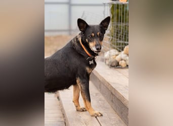 Intelligente Dana sucht liebevolles Zuhause