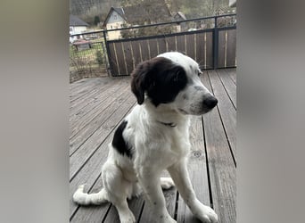 Ede - Herdenschutz Mix