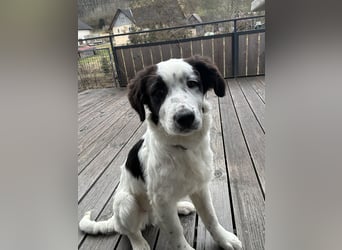 Ede - Herdenschutz Mix