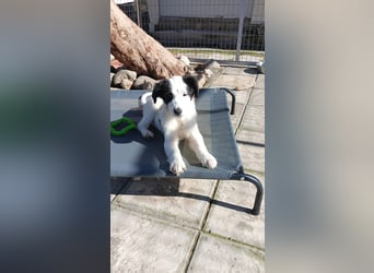 Ede - Herdenschutz Mix