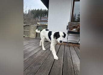 Ede - Herdenschutz Mix