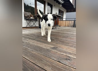 Ede - Herdenschutz Mix