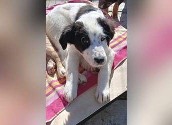 Ede - Herdenschutz Mix