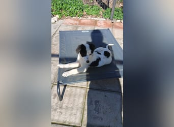 Ede - Herdenschutz Mix