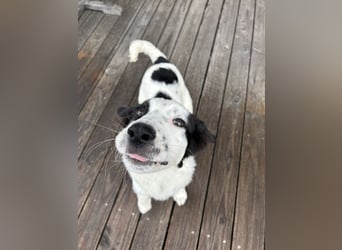 Ede - Herdenschutz Mix