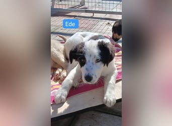 Ede - Herdenschutz Mix