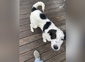 Ede - Herdenschutz Mix