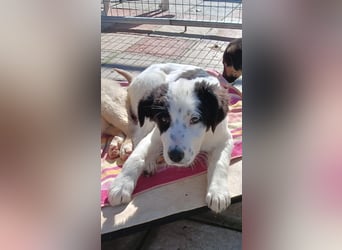 Ede - Herdenschutz Mix