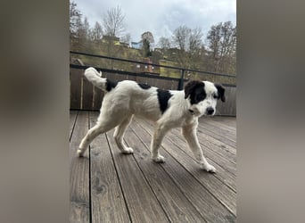 Ede - Herdenschutz Mix