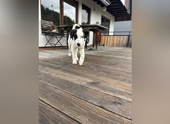 Ede - Herdenschutz Mix