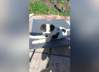 Ede - Herdenschutz Mix