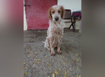 Nemo - Ein sanfter Spaniel-Mix sucht endlich Sicherheit