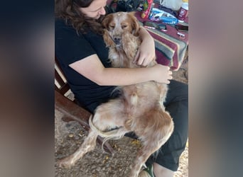 Nemo - Ein sanfter Spaniel-Mix sucht endlich Sicherheit