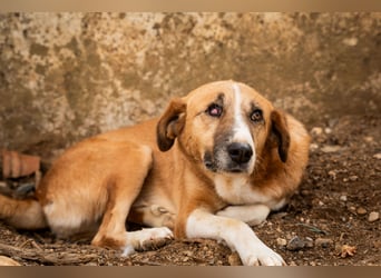 GIOZ - ein Auge, aber trotzdem voller Liebe