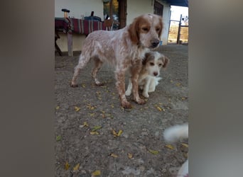 Nemo - Ein sanfter Spaniel-Mix sucht endlich Sicherheit