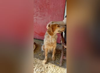 Nemo - Ein sanfter Spaniel-Mix sucht endlich Sicherheit