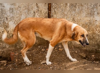 GIOZ - ein Auge, aber trotzdem voller Liebe