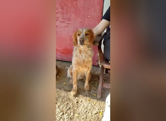 Nemo - Ein sanfter Spaniel-Mix sucht endlich Sicherheit