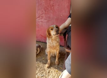 Nemo - Ein sanfter Spaniel-Mix sucht endlich Sicherheit