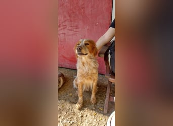 Nemo - Ein sanfter Spaniel-Mix sucht endlich Sicherheit