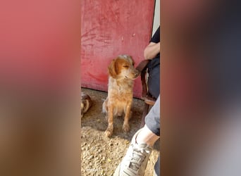 Nemo - Ein sanfter Spaniel-Mix sucht endlich Sicherheit