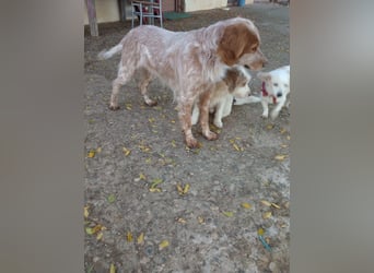 Nemo - Ein sanfter Spaniel-Mix sucht endlich Sicherheit