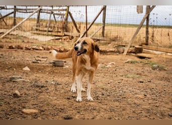 Gioz- ein Auge aber trotzdem voller Liebe