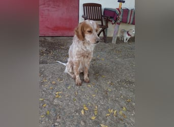 Nemo - Ein sanfter Spaniel-Mix sucht endlich Sicherheit