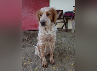 Nemo - Ein sanfter Spaniel-Mix sucht endlich Sicherheit