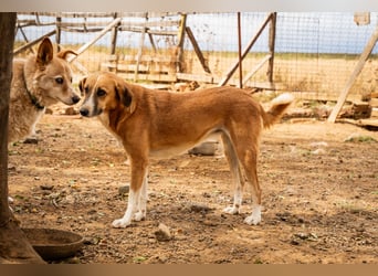 Gioz- ein Auge aber trotzdem voller Liebe
